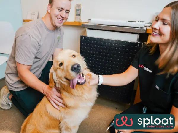 A dog brought to Sploot Veterinary Care, an all-in-one, Fear Free vet clinic in Salt Lake City for a wellness exam