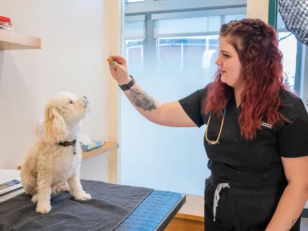 A Fear Free puppy first vet visit at Sploot Veterinary Care, a vet clinic in Denver, Chicago, and Colorado Springs