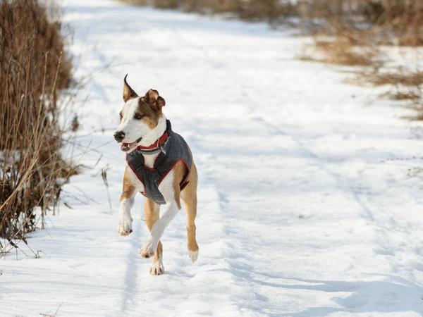A dog happily running around while hiking during the winter — showing that that hiking with dogs gives mental stimulation and exercise for dogs 