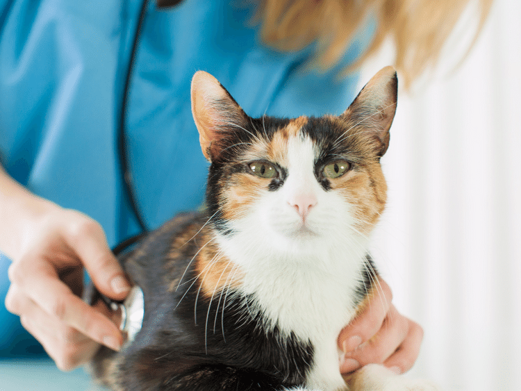 A cat brought in to the vet for a wellness exam