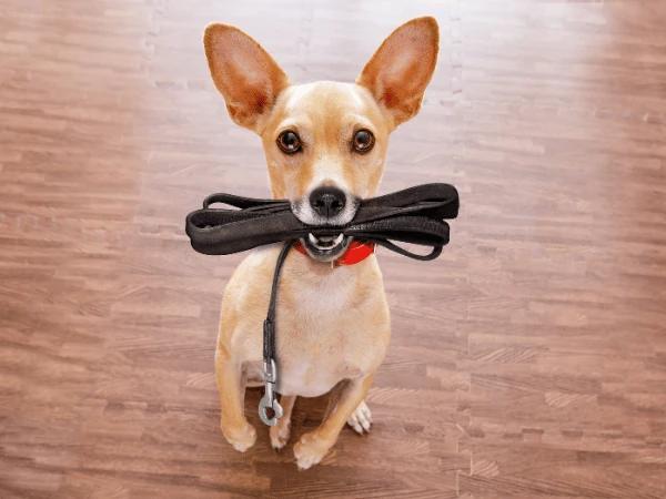 A dog holding a leather leash, an important tool for dog walking