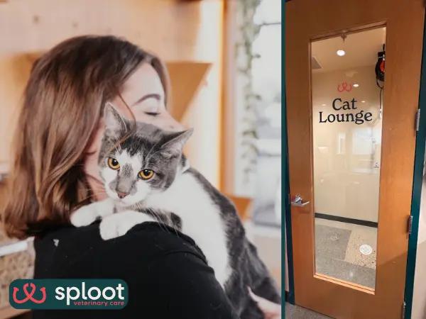 A photo of a cat brough to Sploot Veterinary Care, a vet clinic in Denver, Colorado Springs, Salt Lake City, and Chicago, offering senior cat care veterinary services, with a Fear Free environment for cats