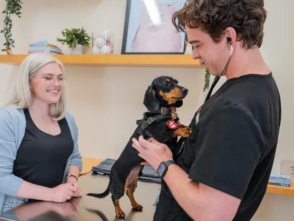 A Sploot veterinarian making use of Fear Free techniques to make a dog feel more comfortable during the vet visit