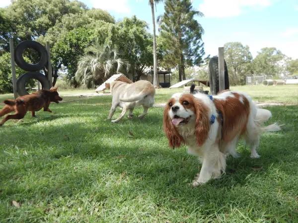 A dog running in a dog park and needs to be watched for dog dehydration and dog overheating