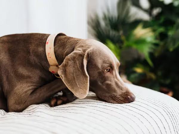 A resting dog representing lethargy, one of the common canine influenza or dog flu symptoms, possibly needing the canine influenza vaccine for prevention