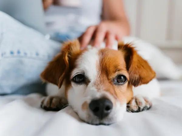 A photo of a dog being petted by their pet parent, representing a dog requiring a remedy for dog loose stool and vomiting
