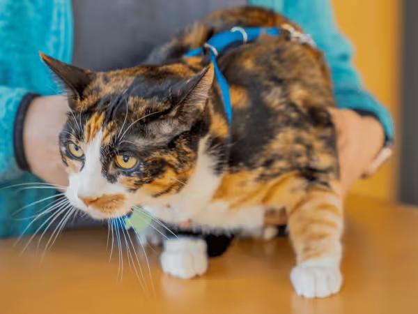 A cat about to get cat vaccines at Sploot Veterinary Care