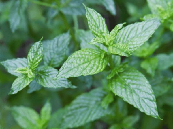 A photo of spearmint plant which is one of the toxic plants for dogs