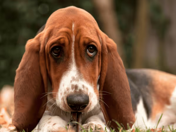 A close-up of a dog that appears lethargic to represent one of many parvo symptoms in dogs