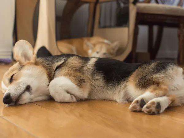 A dog sleeping soundly in a side sleeping position
