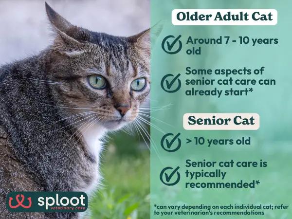 An infographic answering “how old is a senior cat?” or “when is a cat considered a senior?”