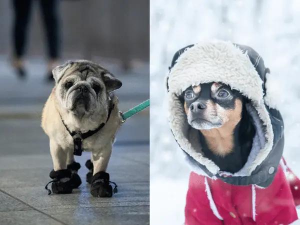 A side-by-side photo of a dog wearing dog booties and another dog wearing a dog winter jacket, clothing items that are recommended to ensure winter safety for pets when going outside