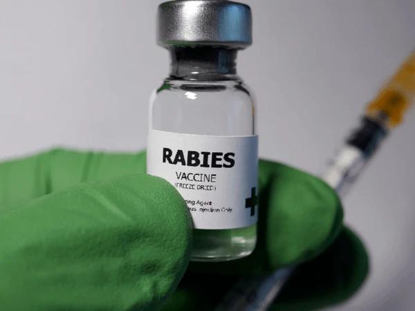 A close up of a vile of rabies vaccination, a type of canine vaccination needed for a Denver dog license