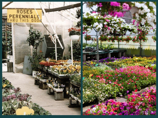 Photos of City Floral Garden Center, a destination for dog-friendly shopping, a must try dog-friendly activity in Denver, Colorado