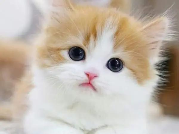 A kitten just below 12 weeks of age, a good time to start following steps on how to socialize a kitten