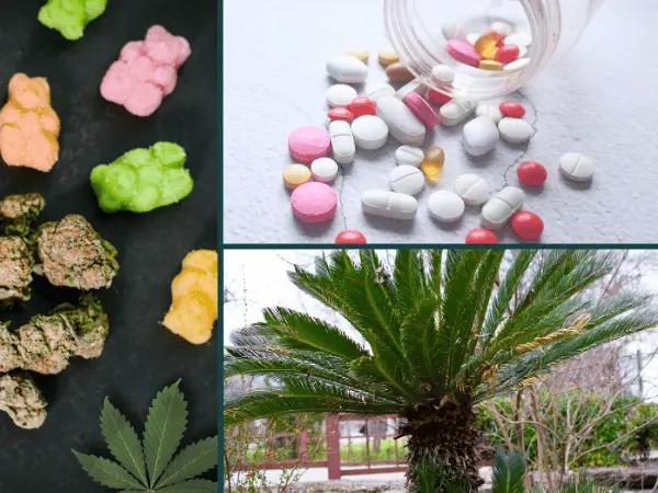 A collage of marijuana or cannabis products, human medications, and a sago palm, which represent what is poisonous to dogs