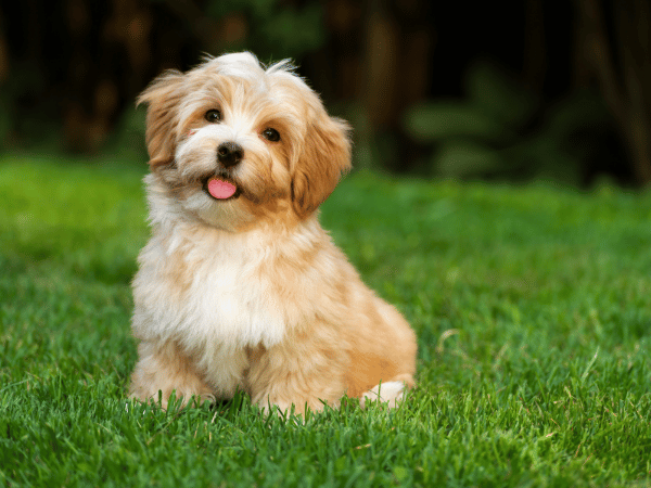 A healthy and happy puppy, a result of being given the best, vet-recommended puppy food for sensitive stomachs
