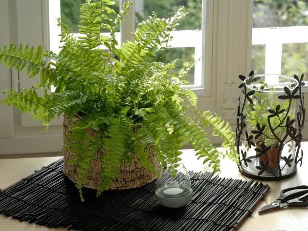 A boston fern, one of the safe plants for cats