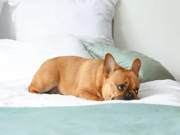 A dog relaxing on a hotel bed, representing the numerous dog friendly hotels Denver