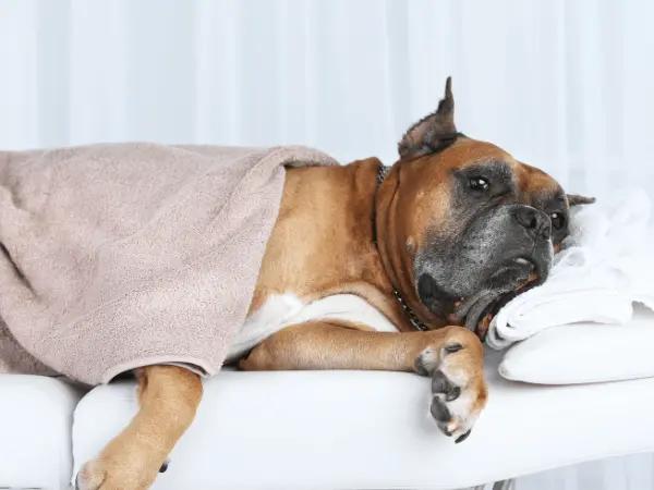 A dog undergoing therapeutic massage, a type of physical therapy for dogs