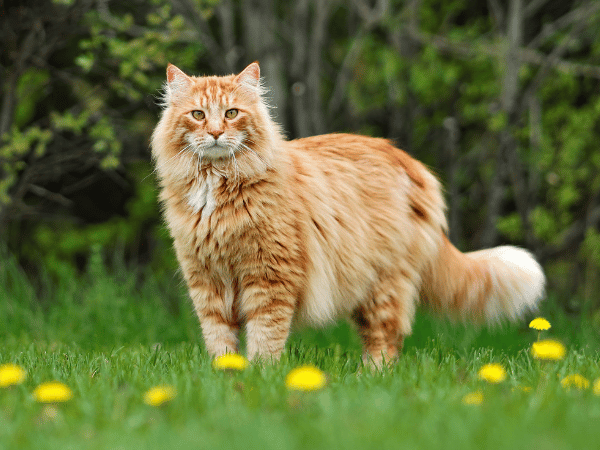 A healthy Maine Coon cat, representing the benefits of complete and consistent Maine Coon care