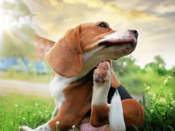A dog scratching, representing a symptom common to allergies in dogs and allergies in cats