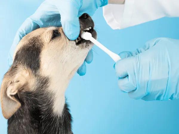 A dog getting their teeth brushed, an important part of every dog’s dental care routine, along with using the best dental treats for dogs