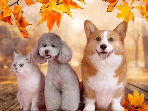 Dogs and cats in front of an autumn background representing autumn pet safety tips