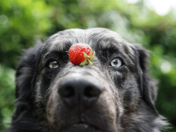A dog with a strawberry on his nose, one of the safe fruits dogs can eat