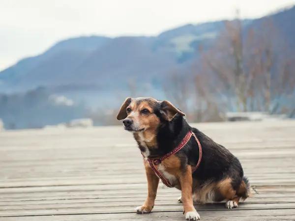 A photo of a dog sitting, representing dog scooting butt due to full anal glands caused by constipation and diarrhea