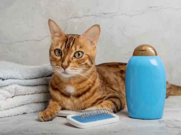 Preparing all the cat bath essentials, one of the tips on how to wash a cat that hates water