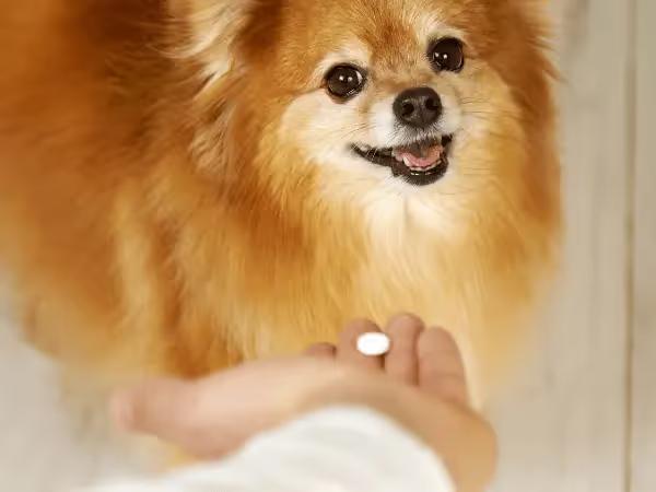 Close-up of a pet parent about to give a dog supplement or multivitamin for dog