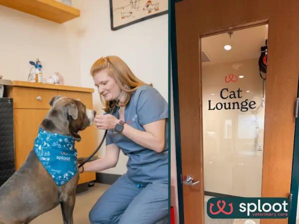 A photo of a dog getting a treat and the cat lounge at Sploot Veterinary Care, one of the best nearby Salt Lake City Vet Clinics