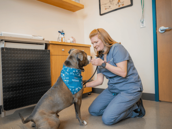 A dog having a wellness exam at Sploot Vets before Fourth of July, representing pet summer tips for Fourth of July
