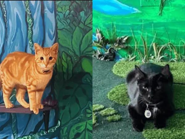 Photo of cats in Purrfect Pause, relaxing amidst the nature-themed decor of this cat cafe near Denver