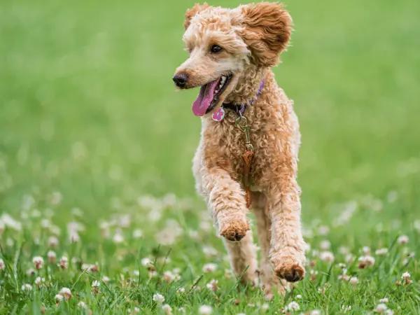 A dog happily playing in the field representing great care through all life stages