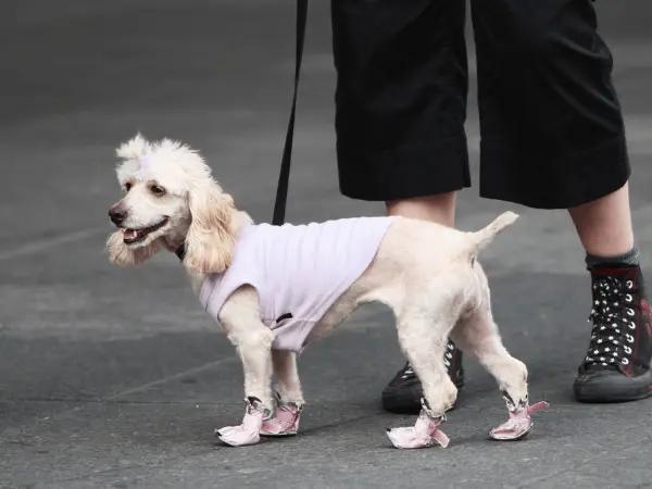 A leash-trained dog with dog shoes or dog boots which helps prevent burnt dog paws from physical, chemical, or frictional causes