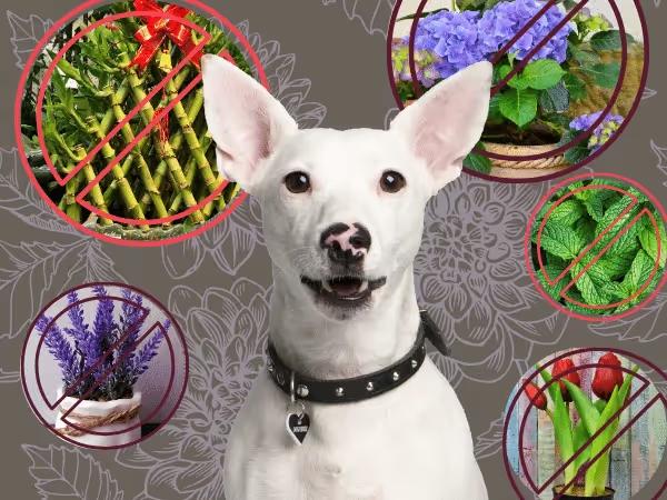 A dog surrounded by photos of toxic plants for dogs