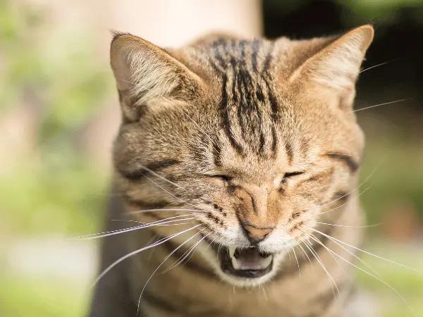 A cat sneezing, representing spring allergies in pets