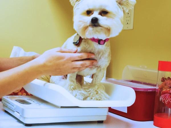A dog on a weighing scale to symbolize weight loss in dogs, one of the symptoms of babesiosis in dogs, one of the diseases from ticks