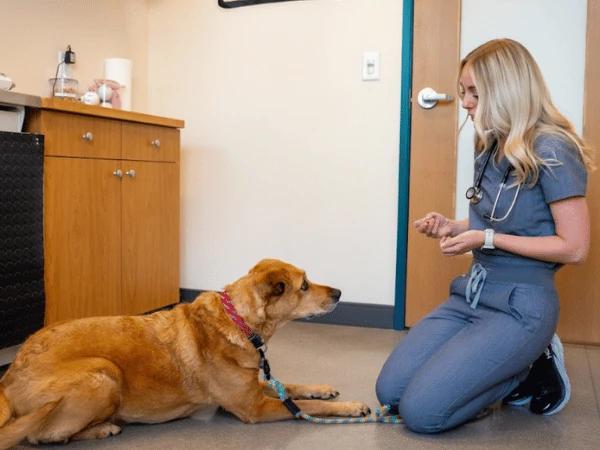  A veterinarian at Sploot Veterinary Care in Denver or Chicago doing a checkup for dog vomiting or canine vomiting
