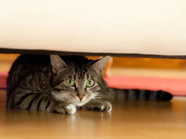 A cat hiding, one of the signs that the cat did not go through proper kitten socialization