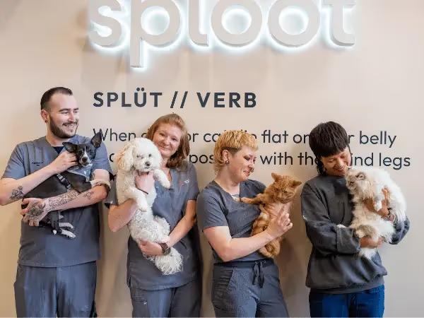  A photo of Sploot’s vet team building a positive and supportive environment with Fear Free vet practice in Denver & Chicago