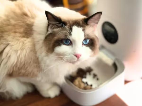 A Ragdoll Cat eating one of the best cat foods for indoor cats from an automatic feeder