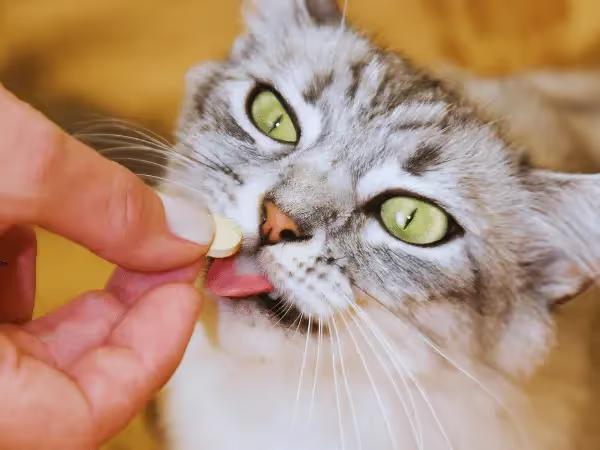 Closeup of a cat eagerly eating cat vitamins or cat multivitamins for optimum feline health