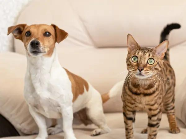 A Bengal cat beside a small-to-medium-sized dog, representing the advantages of having a companion pet for a Bengal cat as long as the pet is carefully chosen