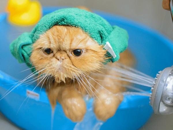 Keeping the bath short, one of the tips on how to wash a cat that hates water