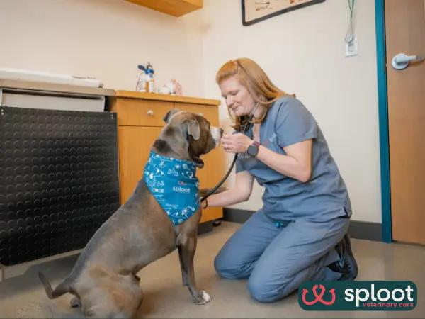 A dog brought to Sploot Veterinary Care, a full-service vet clinic in Denver, Colorado Springs, Salt Lake City, and Chicago, for dog ringworm treatment