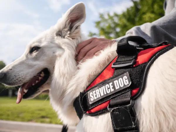 Close-up of a service dog wearing a service dog vest, representing one of the steps in getting a service dog