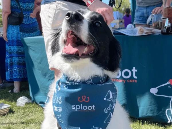 A happy dog enjoying one of Sploots events for dogs in Chicago